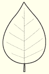 Illustration of Pinnate Venation
