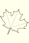 Illustration of Palmate Leaf Veins