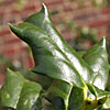 Explore Leaf Margin