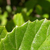 Explore Leaf Margins