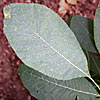 Learn More About Obovate Leaf Shapes
